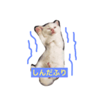 しろねこ のあちゃん（個別スタンプ：4）