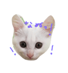 しろねこ のあちゃん（個別スタンプ：5）