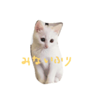 しろねこ のあちゃん（個別スタンプ：6）