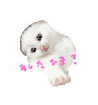 しろねこ のあちゃん（個別スタンプ：8）