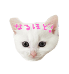 しろねこ のあちゃん（個別スタンプ：9）