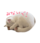 しろねこ のあちゃん（個別スタンプ：10）