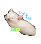 しろねこ のあちゃん（個別スタンプ：12）