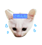 しろねこ のあちゃん（個別スタンプ：13）