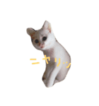 しろねこ のあちゃん（個別スタンプ：14）