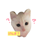 しろねこ のあちゃん（個別スタンプ：15）