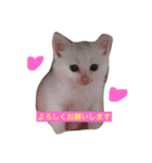 しろねこ のあちゃん（個別スタンプ：16）