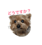 ヨークシャーテリアのアミちゃん4（個別スタンプ：6）