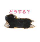 ヨークシャーテリアのアミちゃん4（個別スタンプ：7）