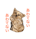ヨークシャーテリアのアミちゃん4（個別スタンプ：9）