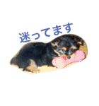 ヨークシャーテリアのアミちゃん4（個別スタンプ：10）