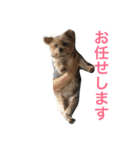 ヨークシャーテリアのアミちゃん4（個別スタンプ：12）