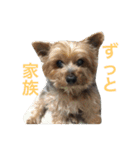ヨークシャーテリアのアミちゃん4（個別スタンプ：22）
