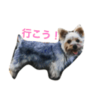 ヨークシャーテリアのアミちゃん4（個別スタンプ：26）