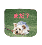 ヨークシャーテリアのアミちゃん4（個別スタンプ：28）