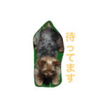 ヨークシャーテリアのアミちゃん4（個別スタンプ：32）