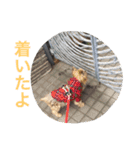 ヨークシャーテリアのアミちゃん4（個別スタンプ：37）