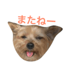 ヨークシャーテリアのアミちゃん4（個別スタンプ：38）