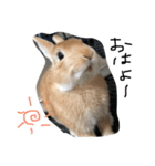 うさぎのきなこちゃん（個別スタンプ：1）