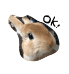 うさぎのきなこちゃん（個別スタンプ：3）