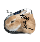 うさぎのきなこちゃん（個別スタンプ：5）