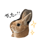 うさぎのきなこちゃん（個別スタンプ：13）