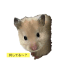 ハムエッグ（個別スタンプ：2）