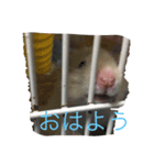 ハムエッグ（個別スタンプ：8）