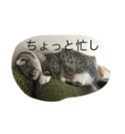 Family6145（個別スタンプ：5）