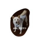 小太郎 Ver.3（個別スタンプ：9）