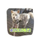 小太郎 Ver.3（個別スタンプ：13）