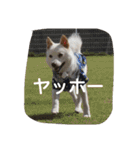 小太郎 Ver.3（個別スタンプ：14）