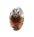 小太郎 Ver.3（個別スタンプ：16）