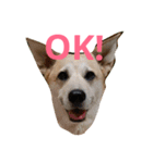 For dog lovers 2 English＆Japanese（個別スタンプ：1）