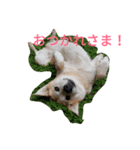 For dog lovers 2 English＆Japanese（個別スタンプ：2）