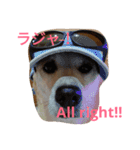 For dog lovers 2 English＆Japanese（個別スタンプ：5）