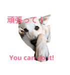 For dog lovers 2 English＆Japanese（個別スタンプ：6）