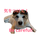 For dog lovers 2 English＆Japanese（個別スタンプ：7）