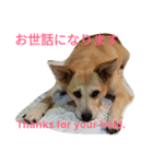 For dog lovers 2 English＆Japanese（個別スタンプ：8）