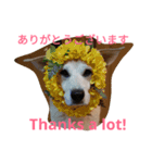 For dog lovers 2 English＆Japanese（個別スタンプ：9）