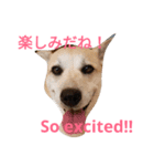 For dog lovers 2 English＆Japanese（個別スタンプ：10）