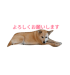 For dog lovers 2 English＆Japanese（個別スタンプ：11）