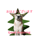 For dog lovers 2 English＆Japanese（個別スタンプ：12）