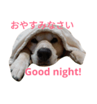 For dog lovers 2 English＆Japanese（個別スタンプ：13）