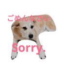 For dog lovers 2 English＆Japanese（個別スタンプ：14）
