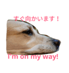 For dog lovers 2 English＆Japanese（個別スタンプ：15）