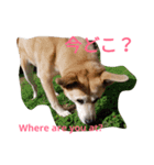 For dog lovers 2 English＆Japanese（個別スタンプ：16）