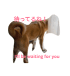 For dog lovers 2 English＆Japanese（個別スタンプ：17）