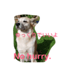 For dog lovers 2 English＆Japanese（個別スタンプ：18）