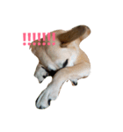 For dog lovers 2 English＆Japanese（個別スタンプ：19）